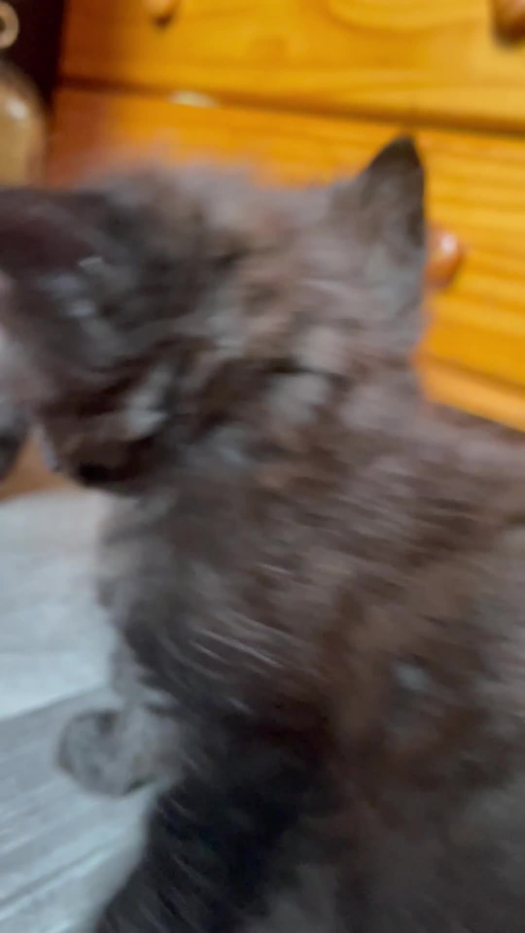 Mixed Breed cats for sale: Only 2 fluffy female black kittens left - Video 1
