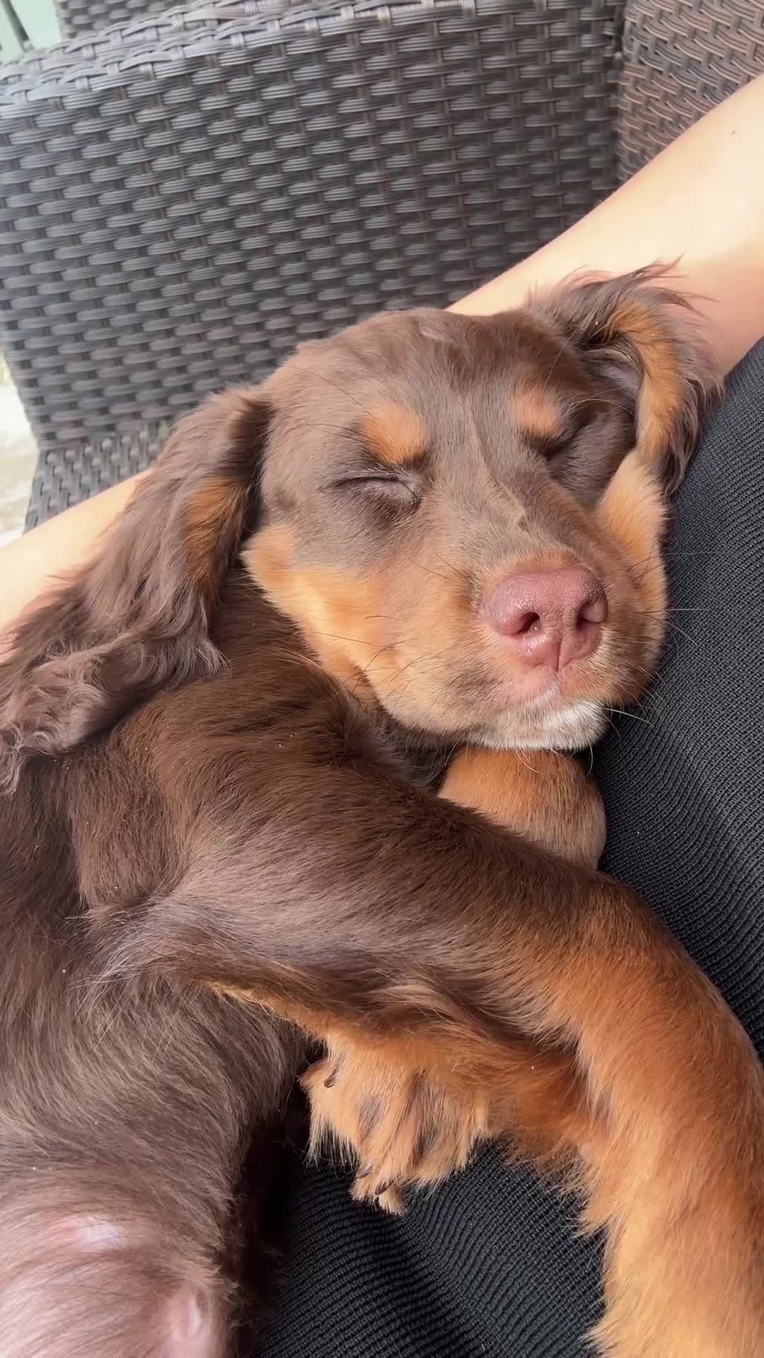 Cocker Spaniel dogs for sale: Loving Home Wanted for Beautiful Olive (WCS Puppy) - Video 2