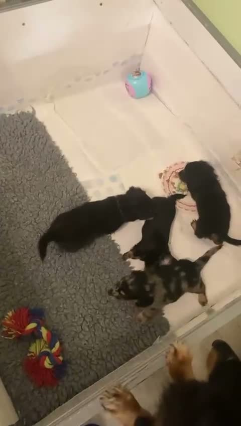 Miniature Dachshund dogs for sale: Beautiful Dachshund Puppies for Sale in Hornchurch - Video 1