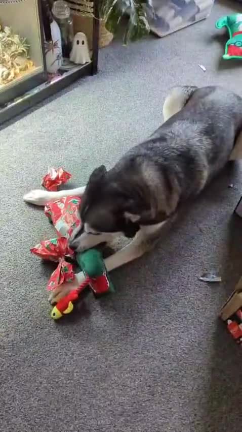 Mixed Breed dogs for adoption: Gus is ready to steal your heart - Video 4