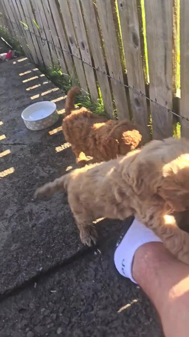 Cockapoo dogs for sale: Puppies  - Video 1