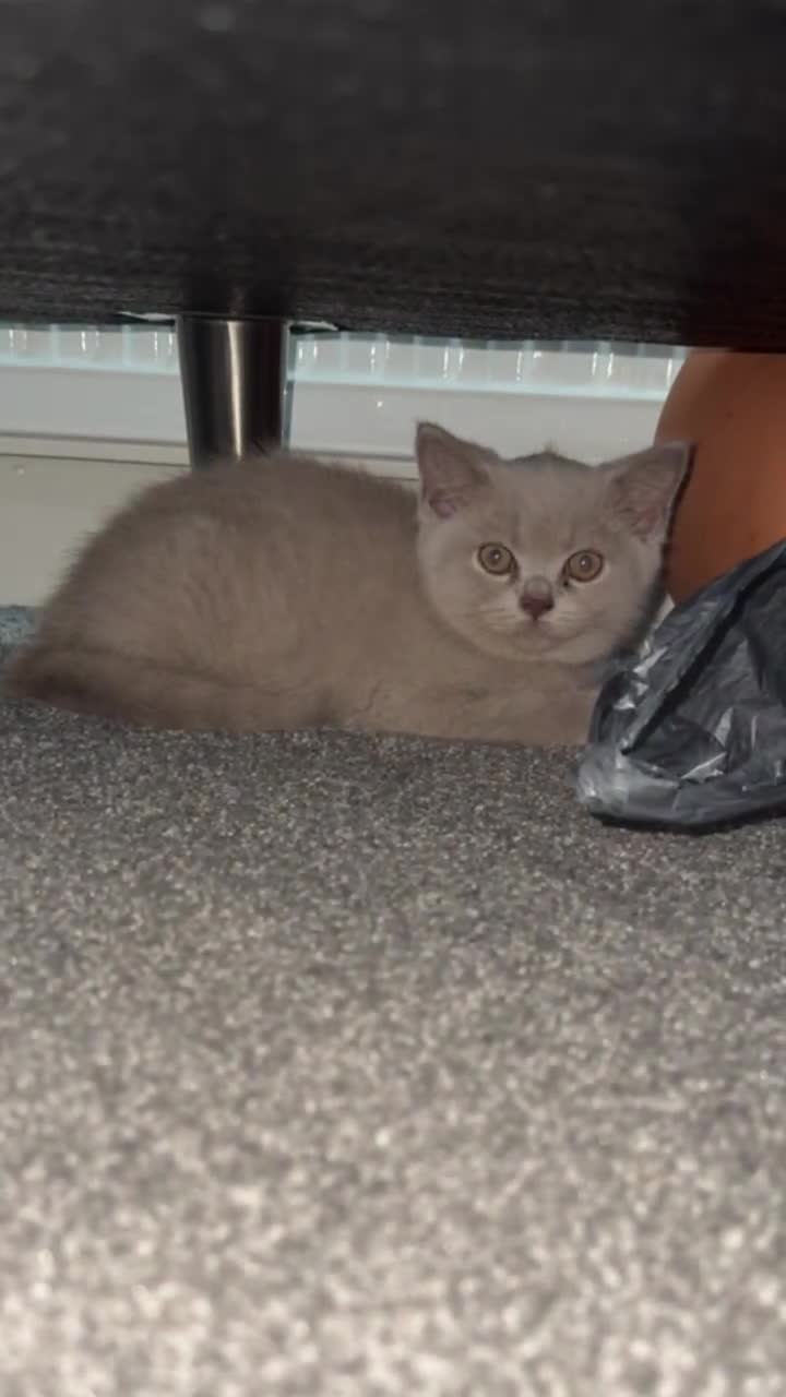 British Shorthair cats for sale: Lilac British Shorthair  - Video 1