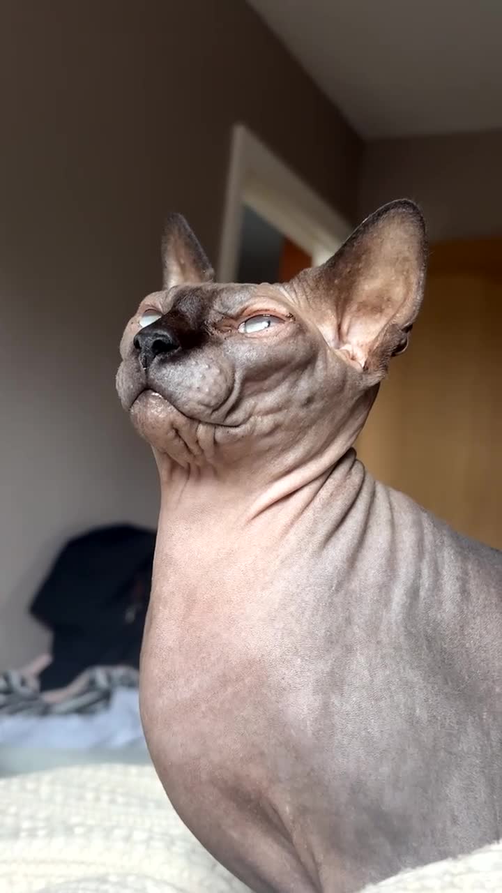 Sphynx cats for sale: Mother and daughter sphnyx - Video 2
