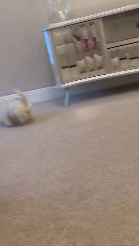 West Highland Terrier dogs for sale: 🐾Stunning Family Bred West Highland Terrier Pups - Video 2