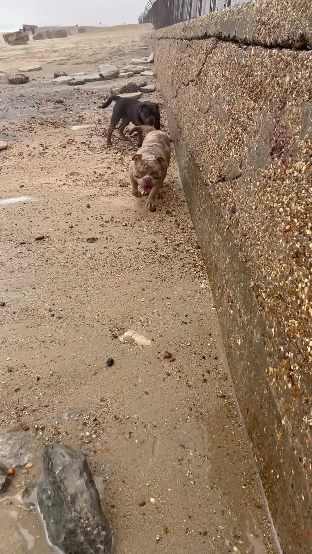 Olde English Bulldogge dogs for sale: Olde English bulldog 7 month - Video 1