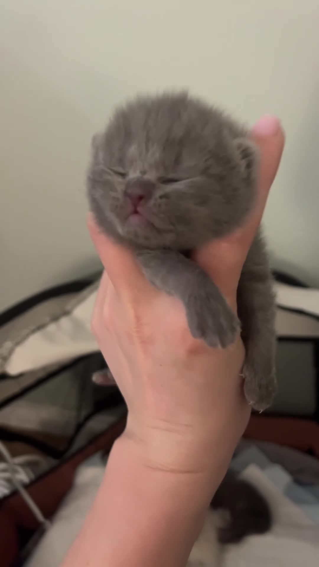 British Shorthair cats for sale: British Shorthairs 💙💙💙 - Video 1