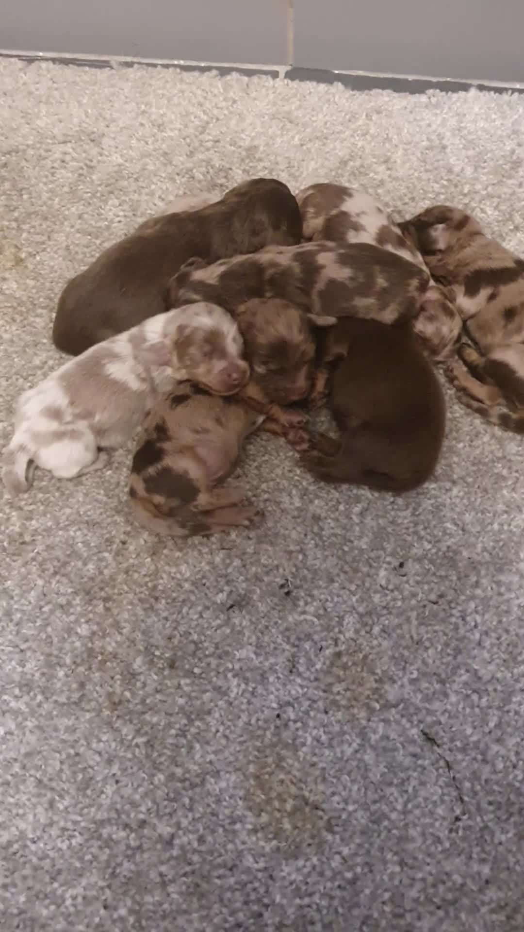 Dachshund dogs for sale: Fluffy daschund puppies  - Video 1