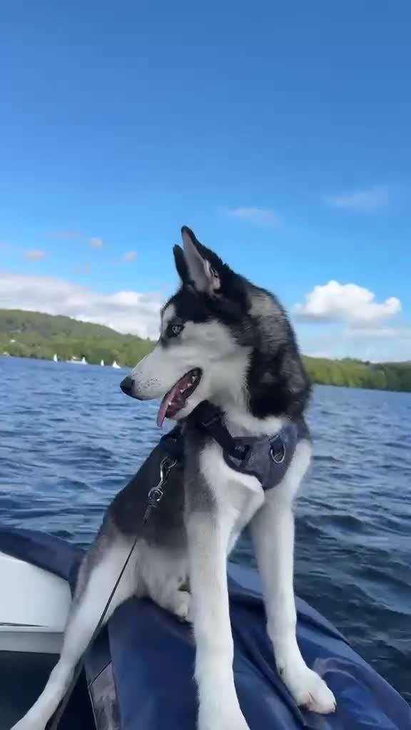 Siberian Husky dogs for sale: Hachi in Bradford - Video 1