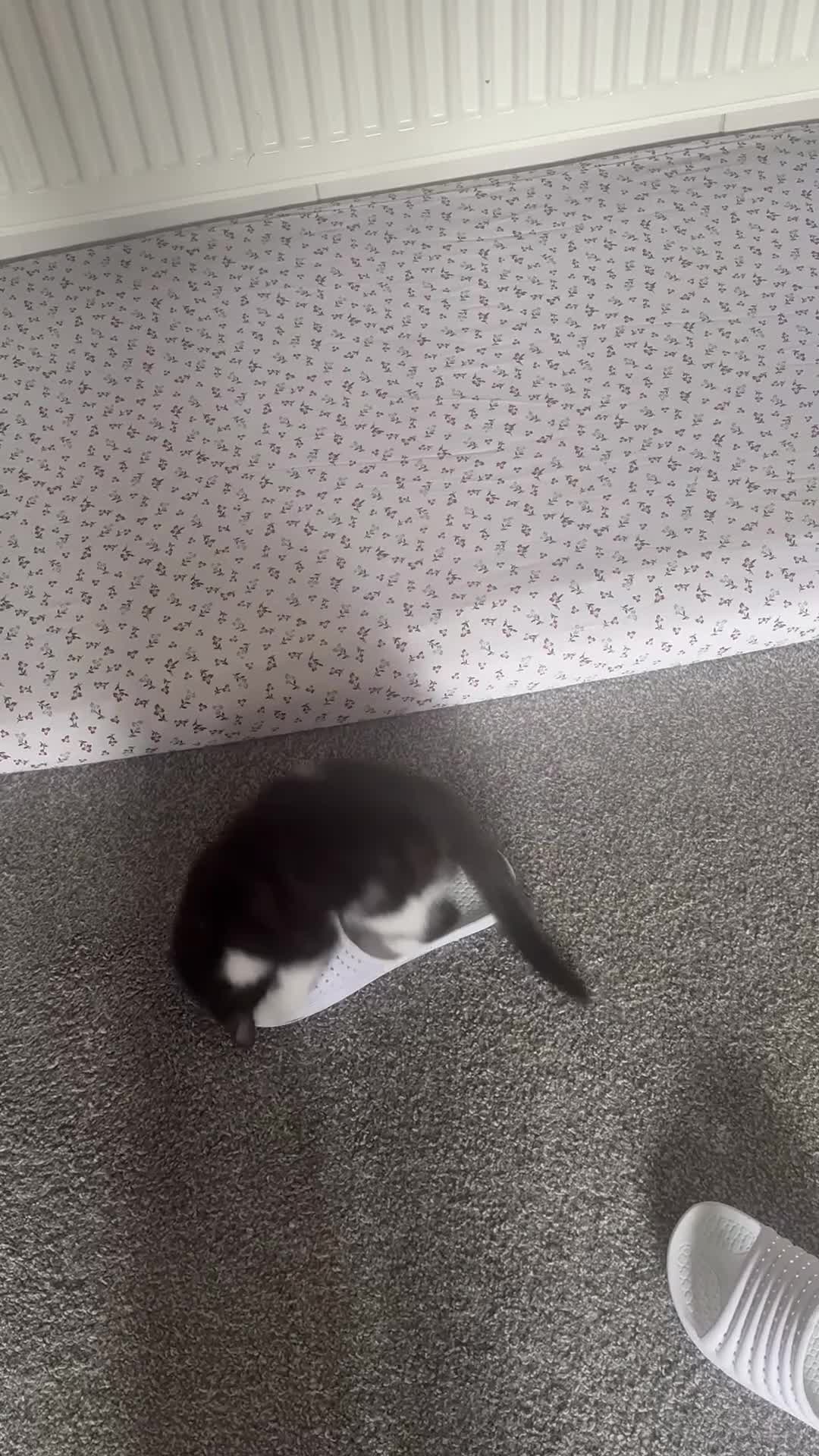 Mixed Breed cats for sale: mochi - Video 2