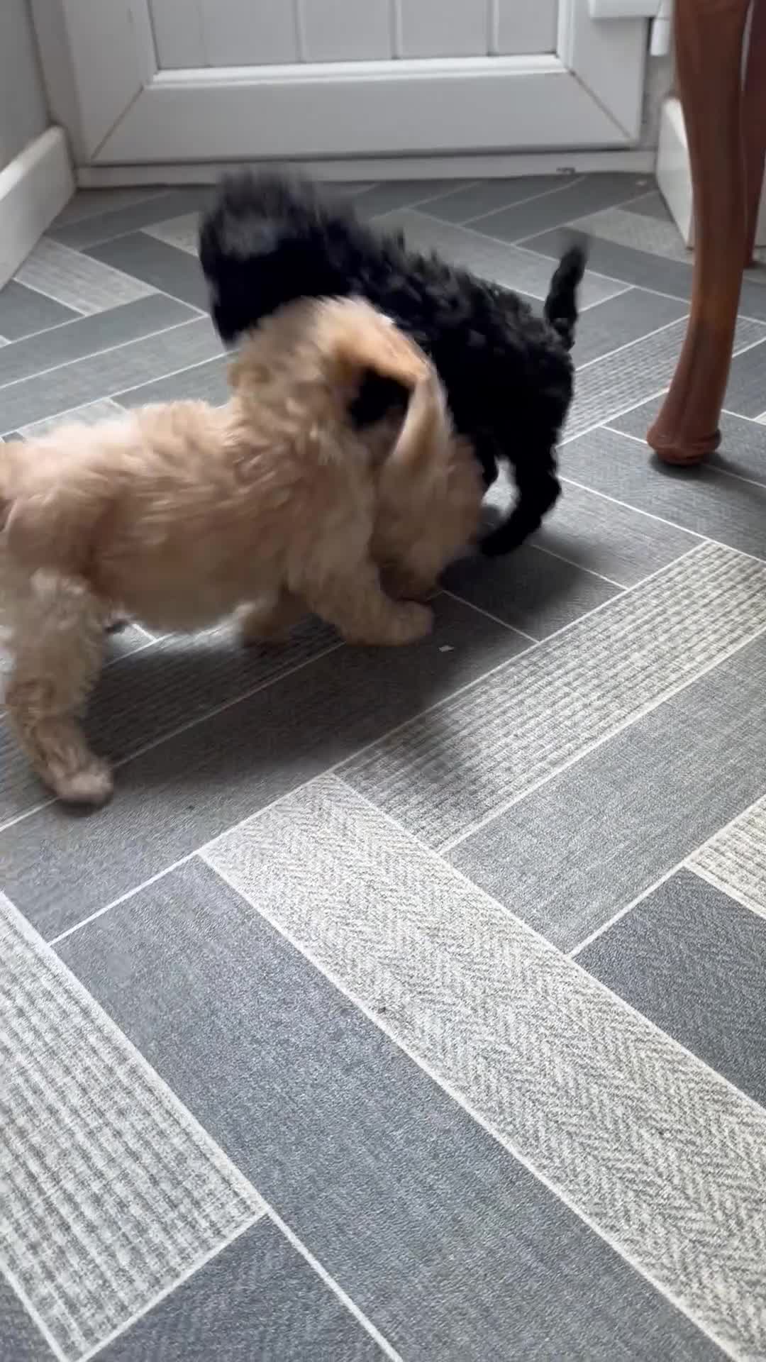 Toy Poodle dogs for sale: Toy Poodles  - Video 1