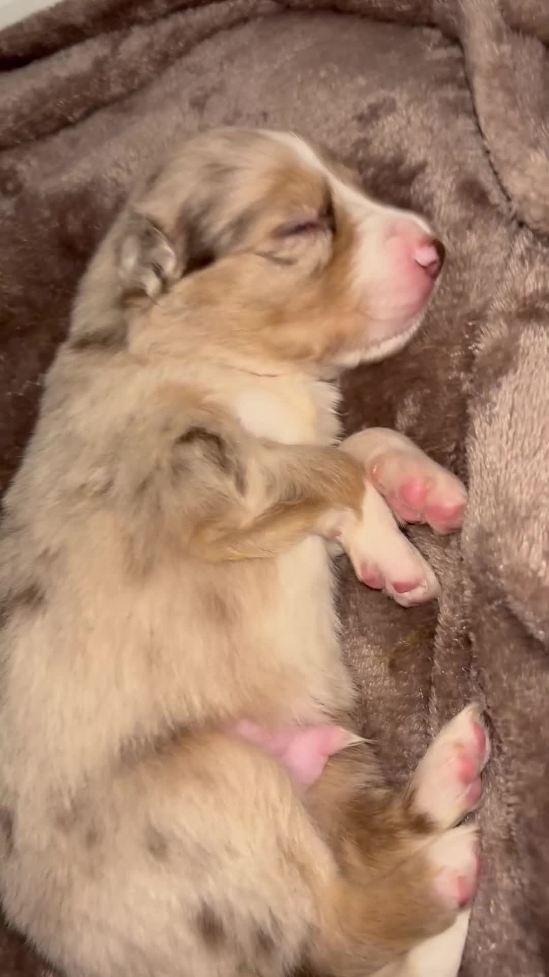 Border Collie dogs for sale: Beautiful litter of 7 Border Collies  in Manchester - Video 2