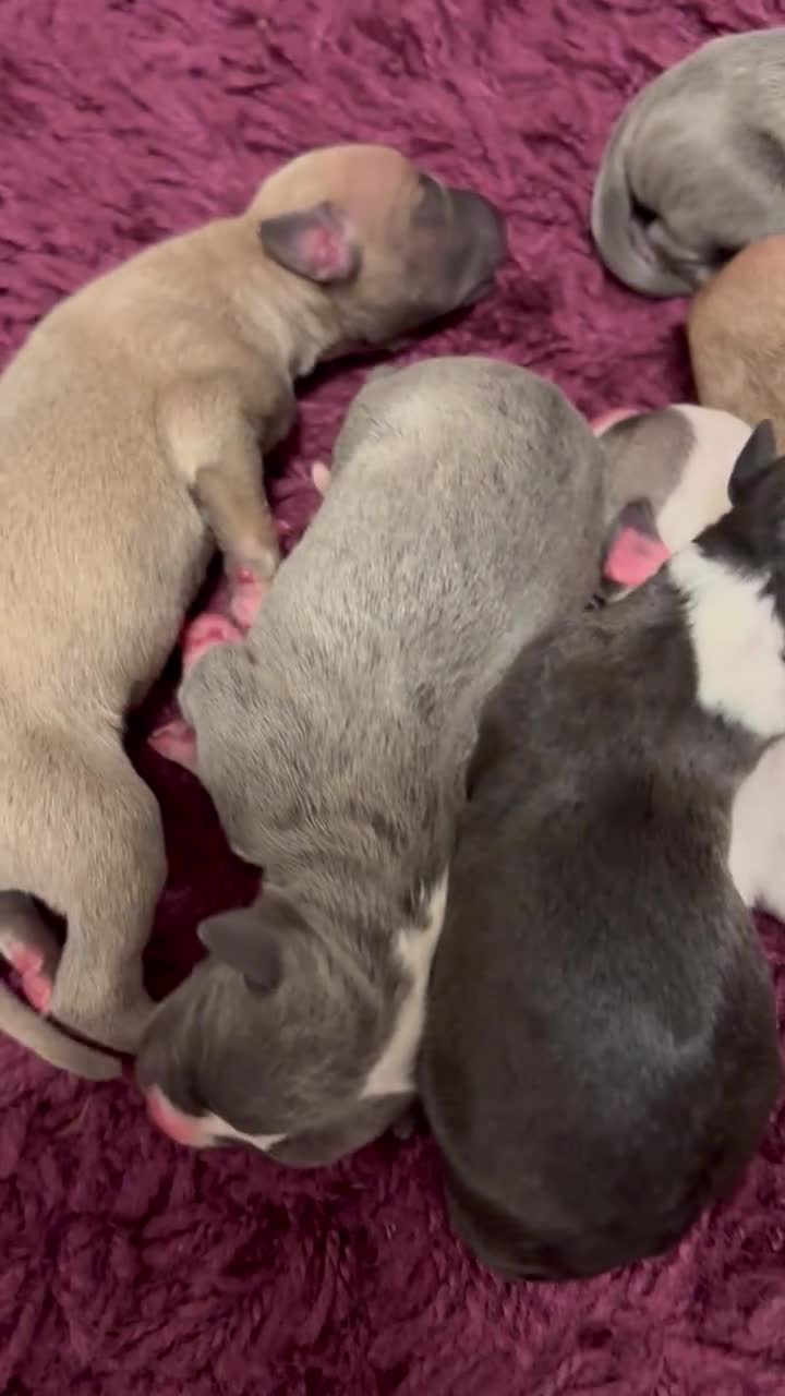 Mixed Breed dogs for sale: Bedlington/whippet puppies  - Video 1