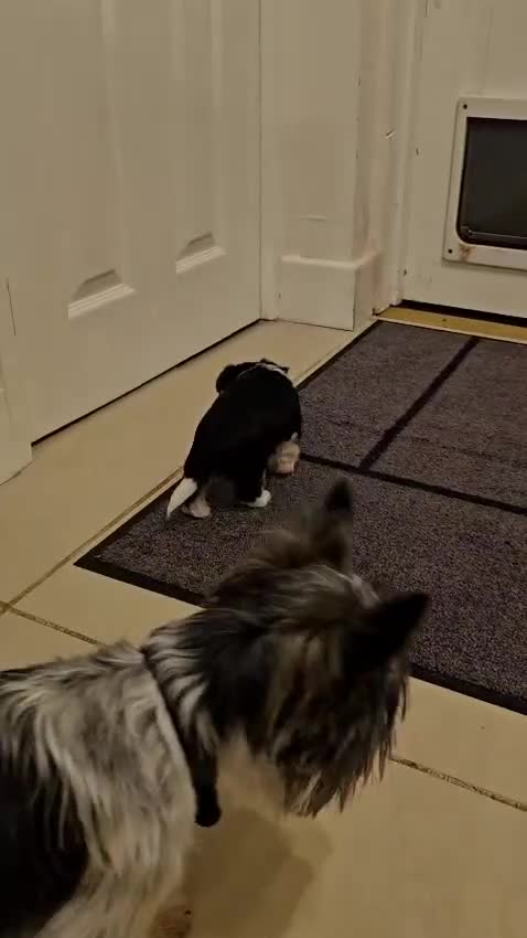 Biewer Terrier dogs for sale: Yorkie / Biewer Tri Coloured Puppies - Video 3