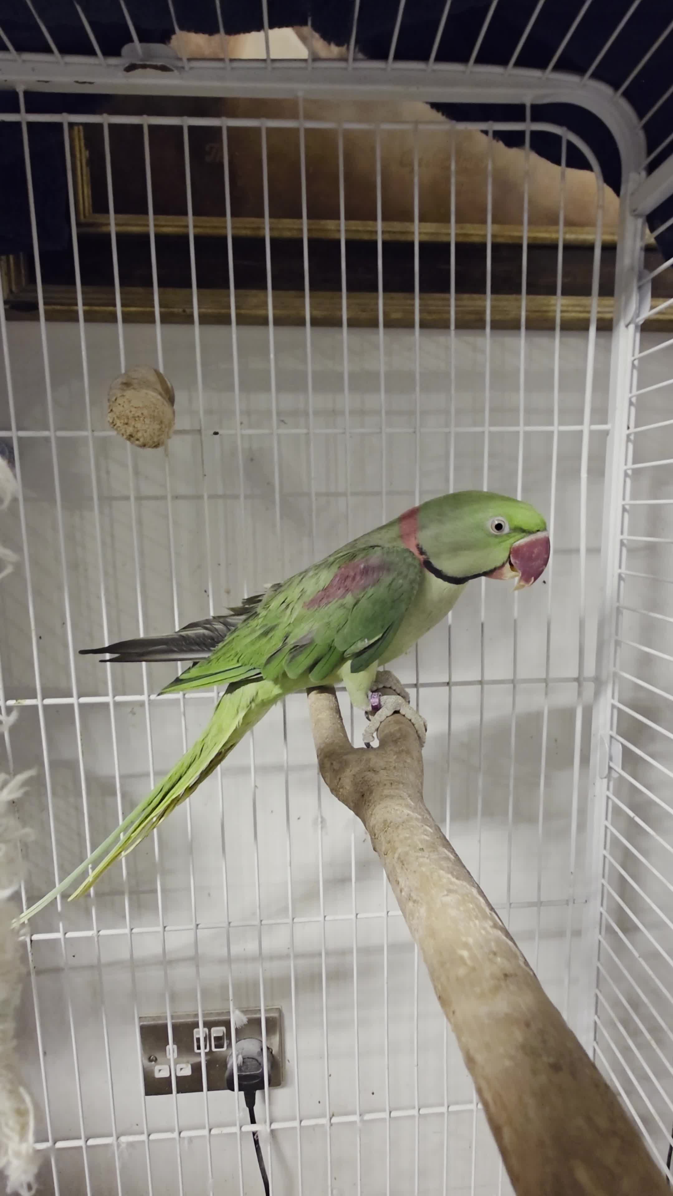 Parrots birds for sale: Alexandrine Parrot - Video 1