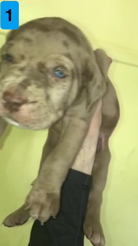 Bandog dogs for sale: BANDOG PUPPIES, TOP EUROPEAN WORKING BLOODLINES - Video 5