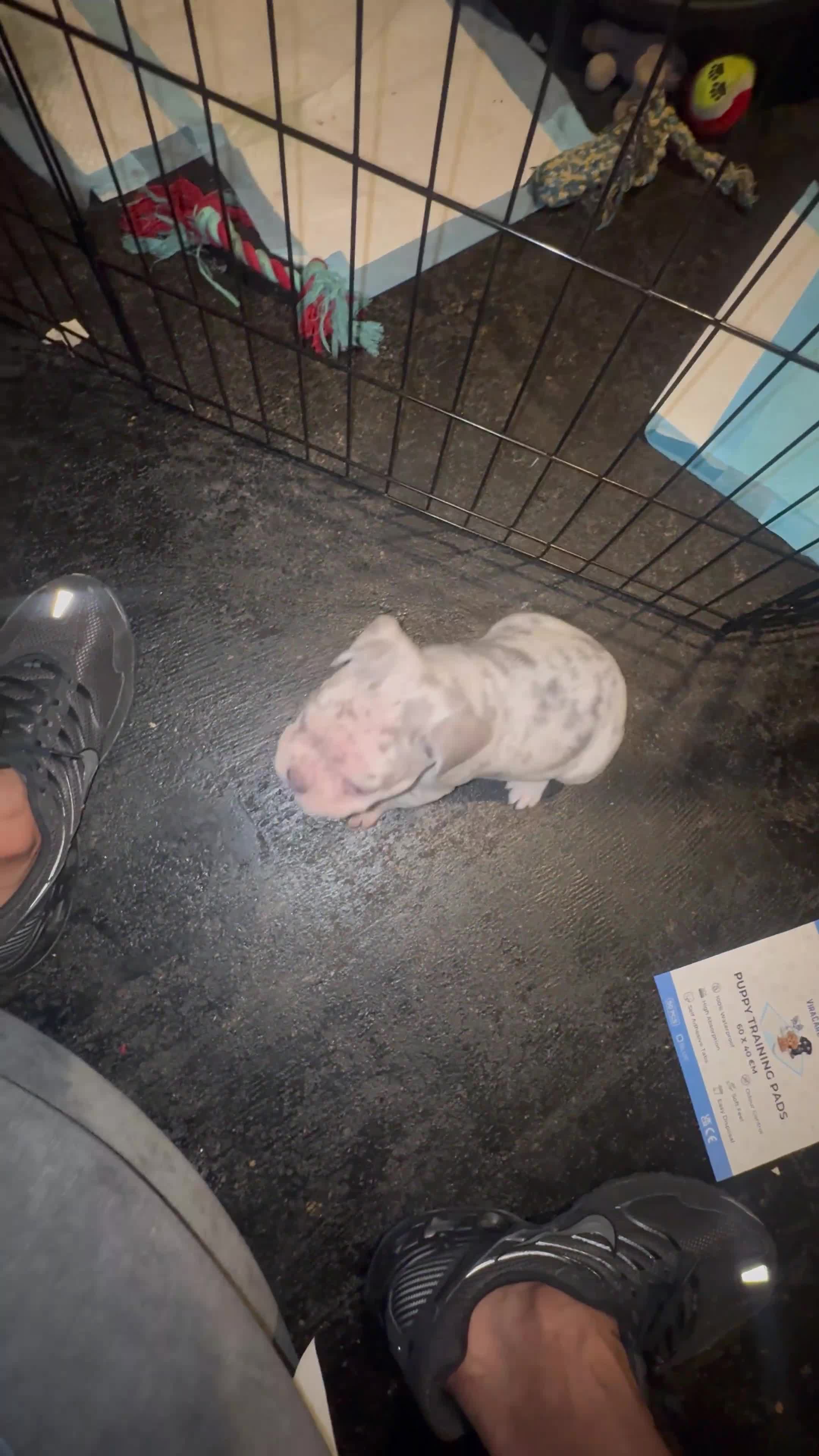 French Bulldog dogs for sale: 🐶 Stunning Merle Lilac Fawn French Bulldogs - Video 4