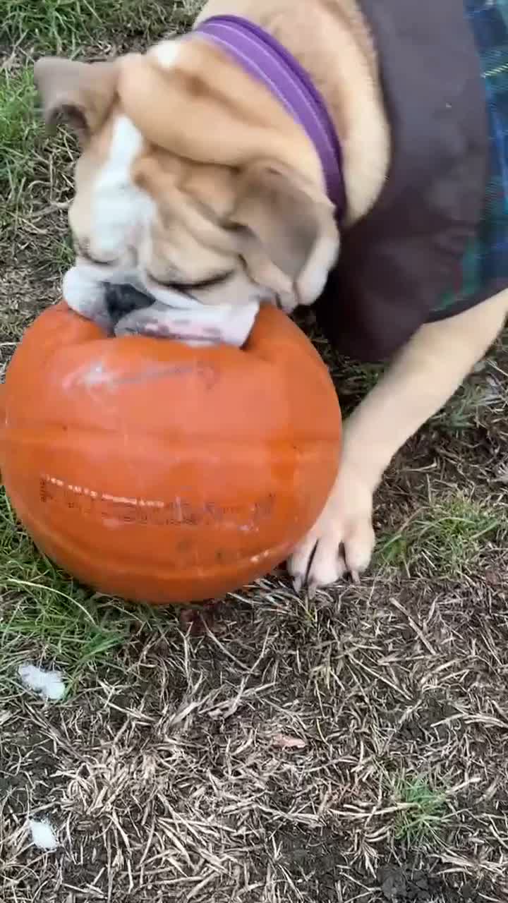 English Bulldog dogs for sale: English bulldog  - Video 1