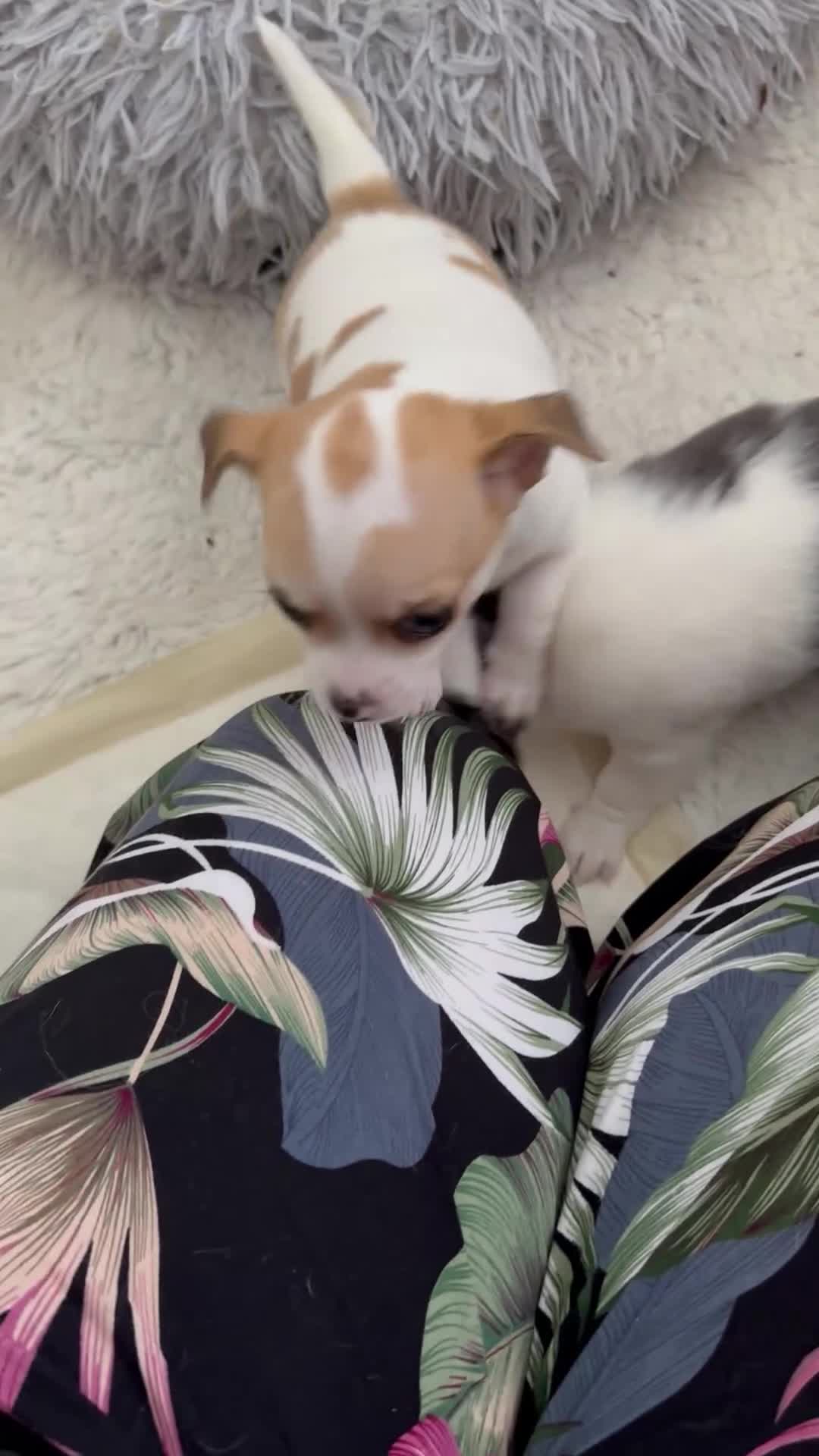 Chihuahua dogs for sale: Gorgeous Cuddly Chihuahua puppies - Video 1