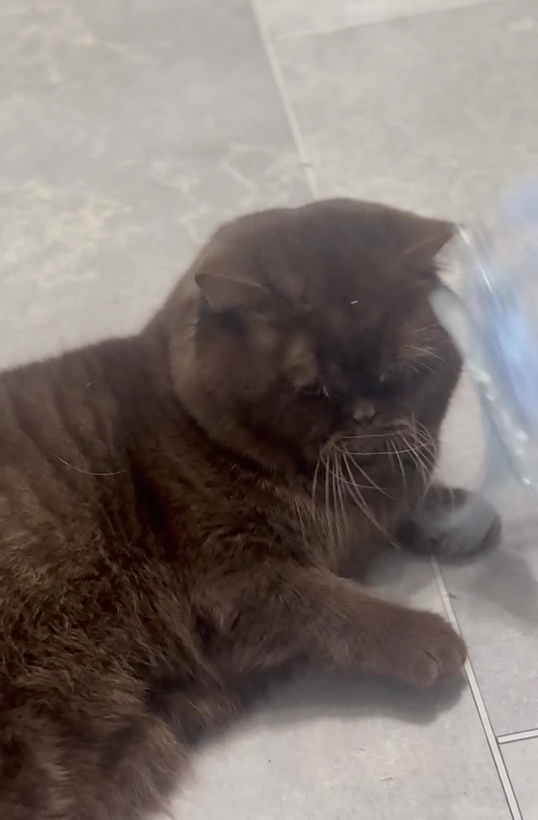 British Shorthair cats for stud: Super important boy Chocolate carrying cinnamon  - Video 1