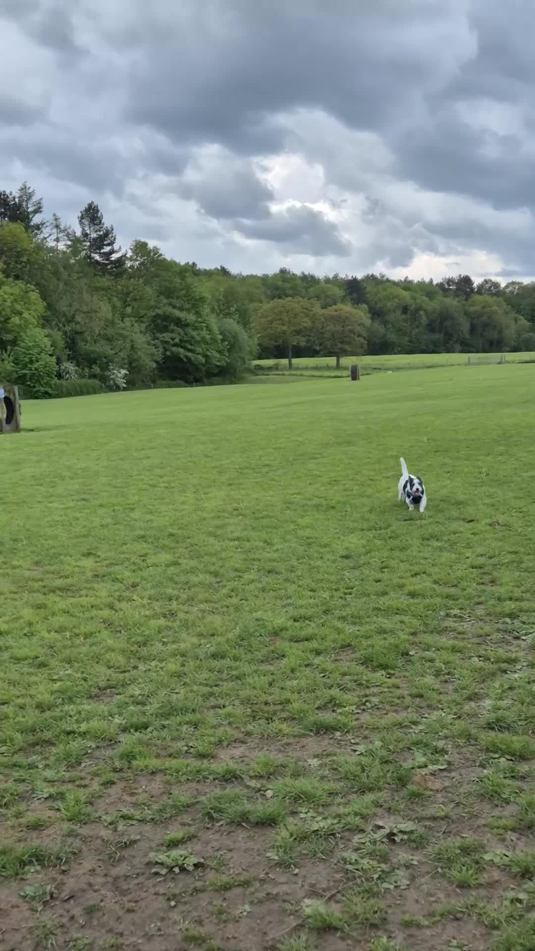Jack Russell dogs for sale: Karen Norman - Video 1