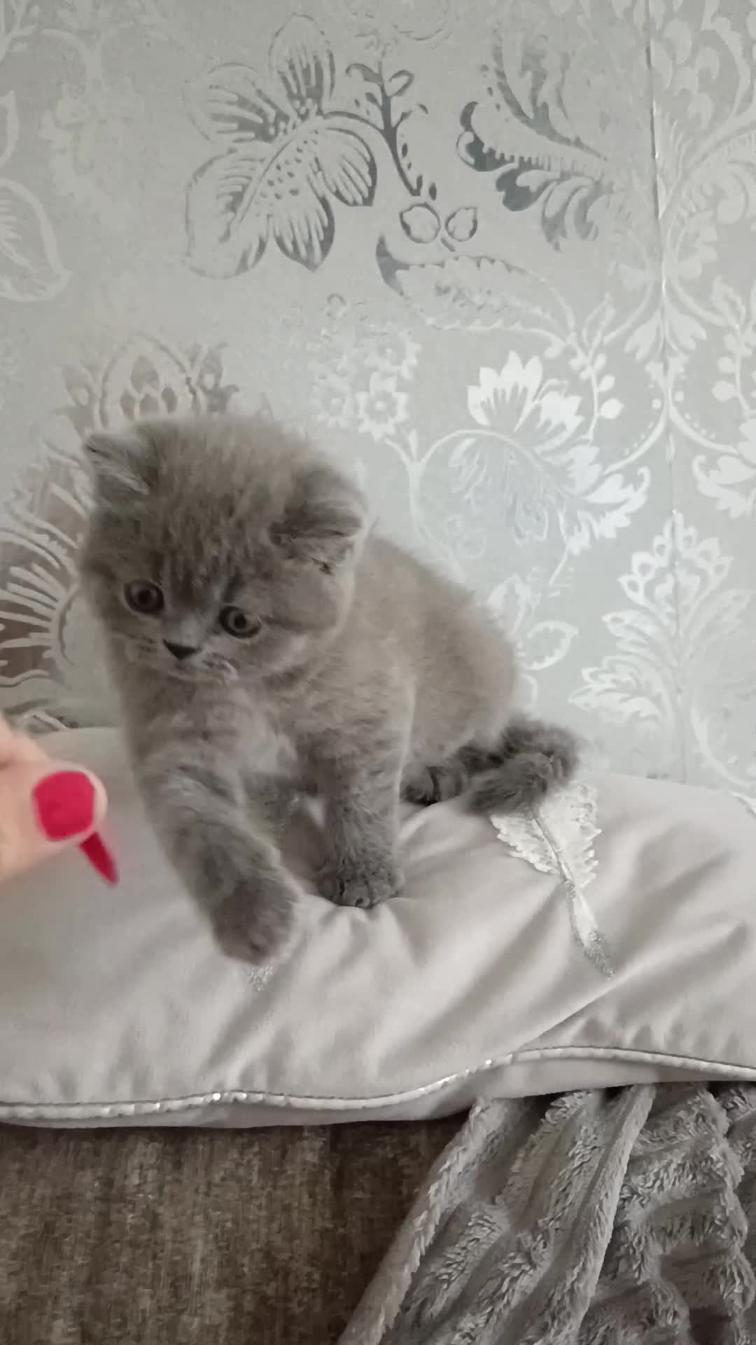 British Shorthair cats for sale: Gorgeous blue britishshorthair/persian - Video 1