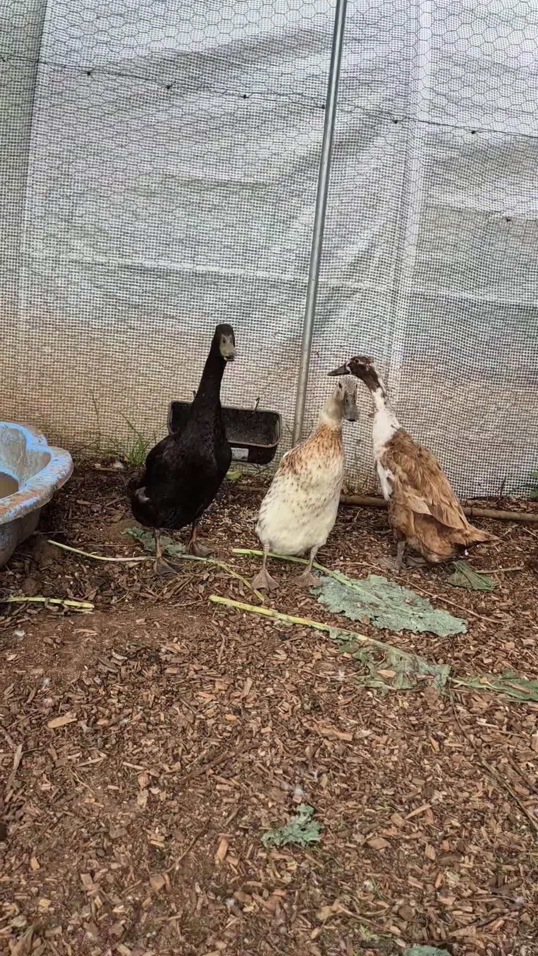 Ducks poultry for sale: Runner duck trio - Video 1