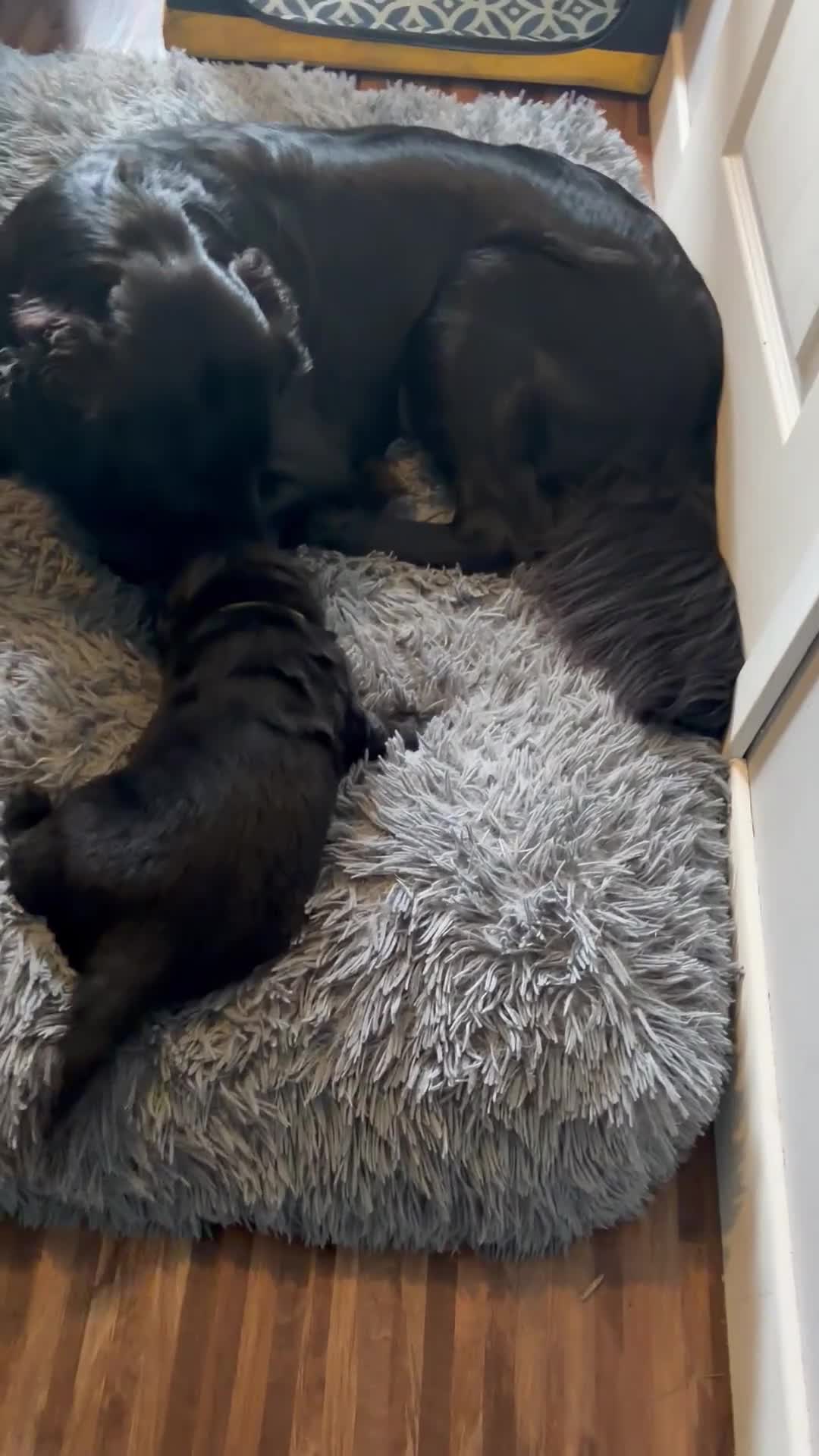 Flat coated Retriever dogs for sale: KC Registered Flatcoated Retriever Puppies - Video 2