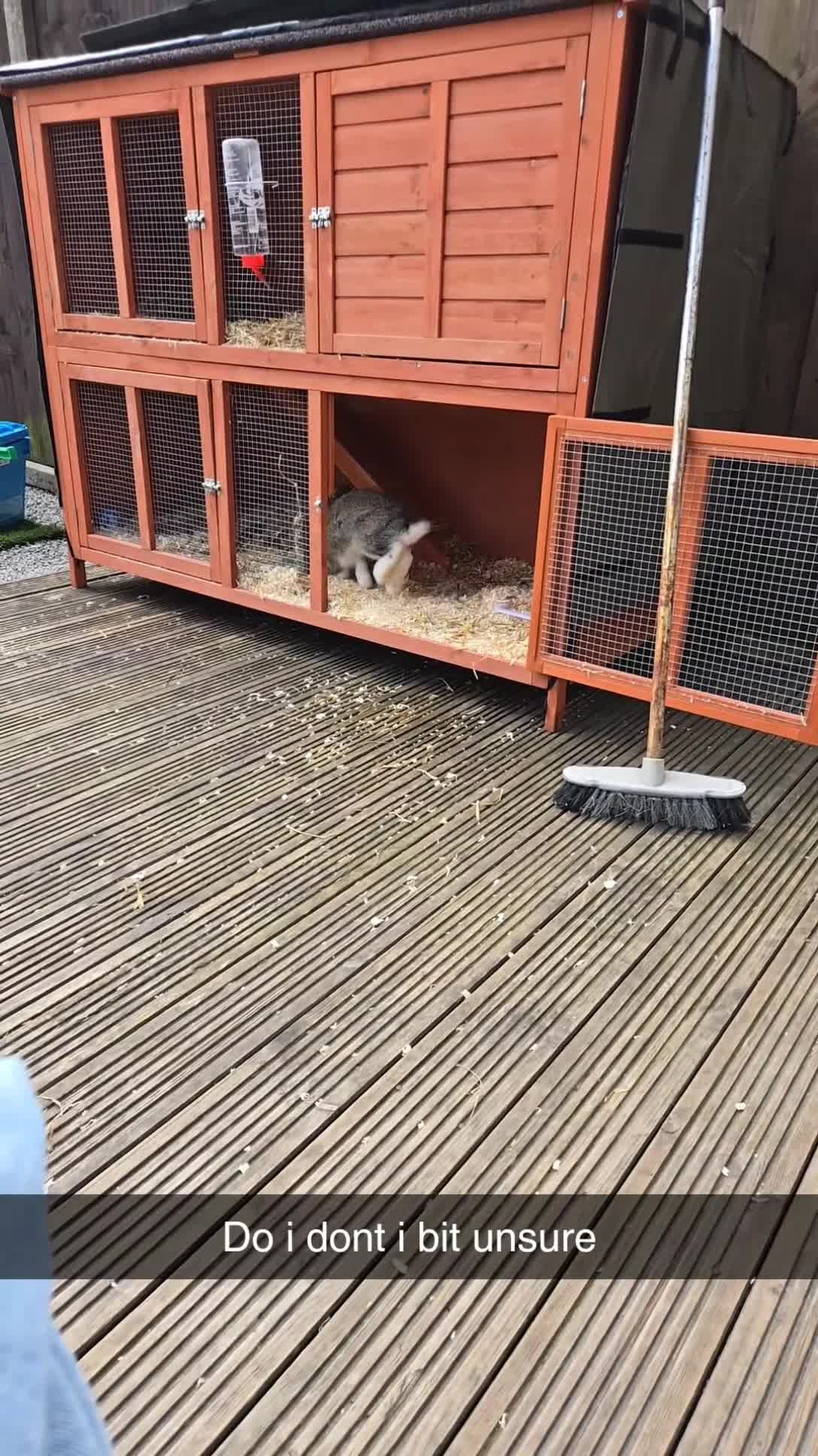 Mixed Breed rabbits for sale: Mixed break rabbit in Chesterfield - Video 1