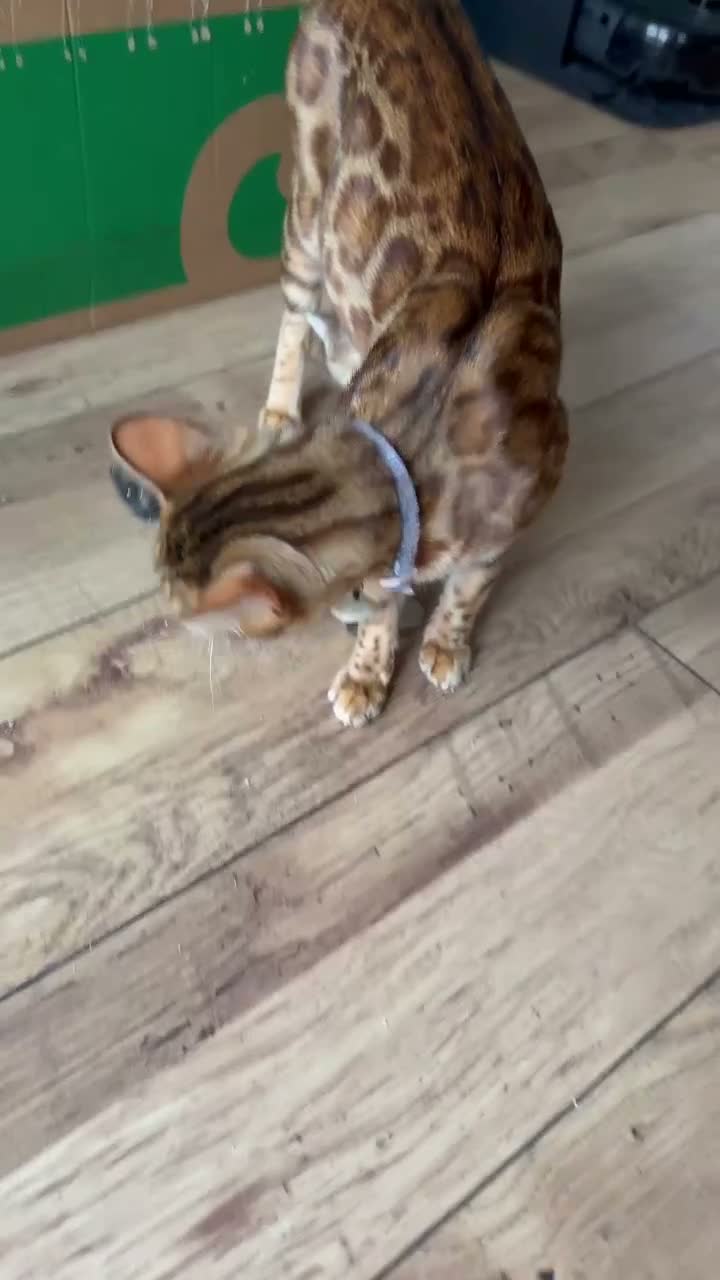 Mixed Breed cats for sale: 🐾 3 Beautiful Bengal Mix Kittens - Video 1