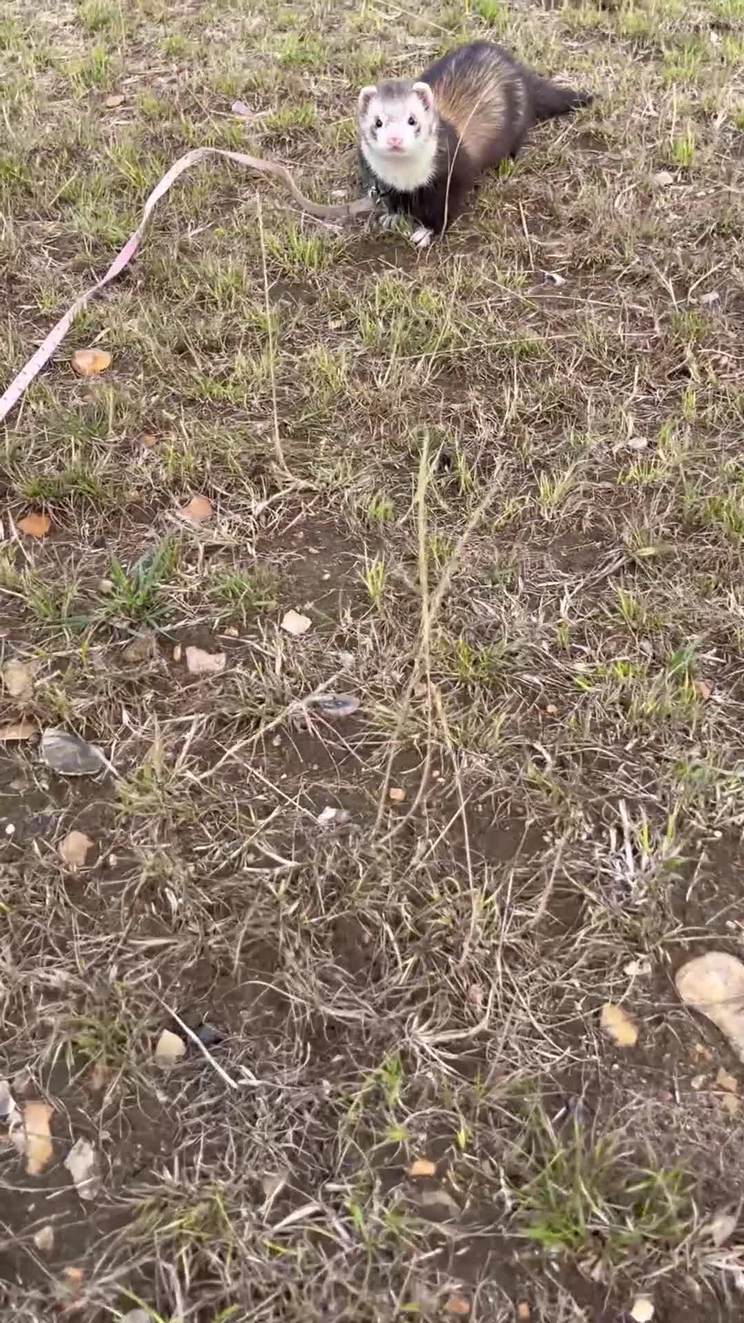 Ferret rodents for sale: Mr hobnob - Video 1