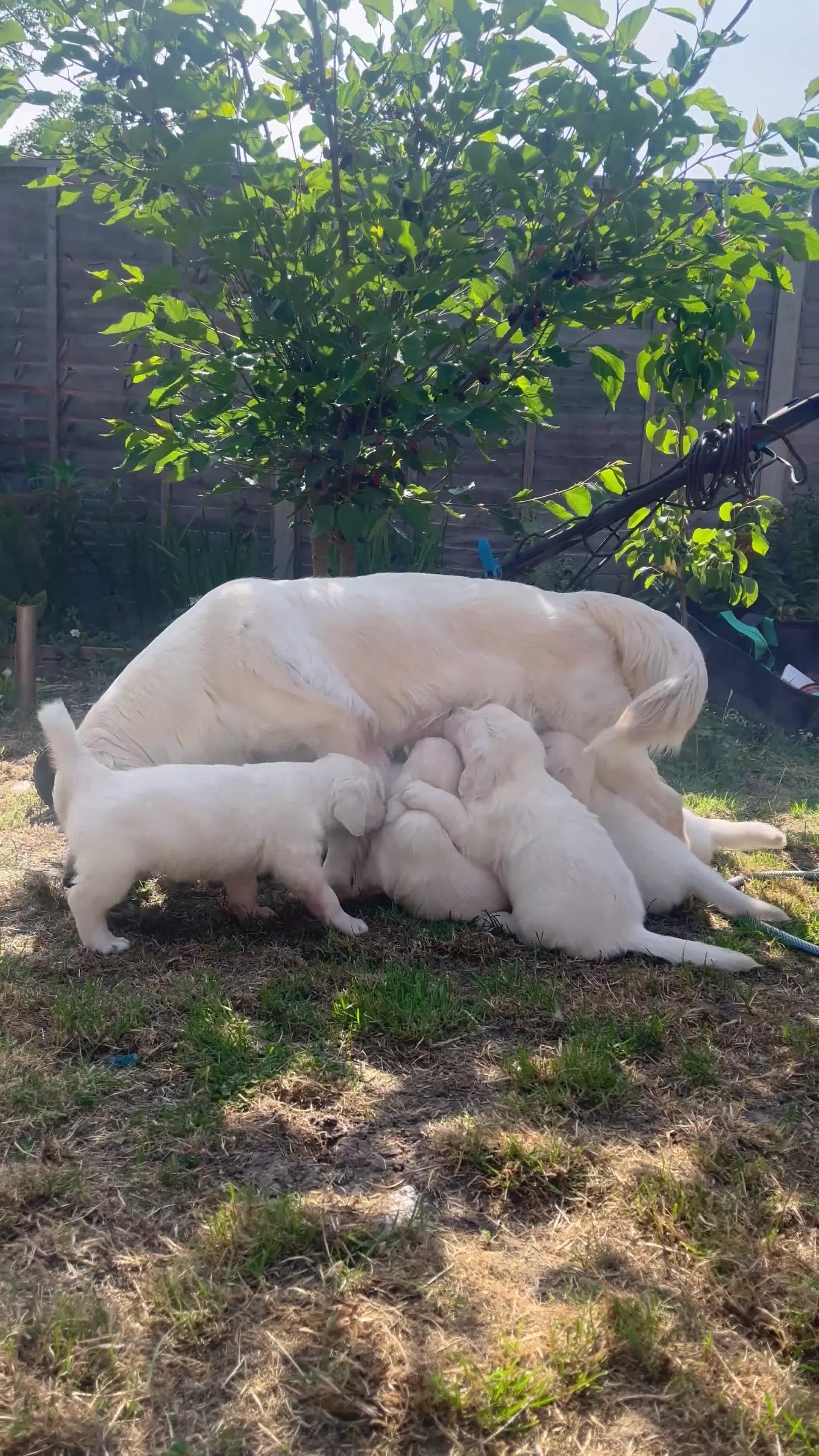 Golden Retriever dogs for sale: 5 generation KC registered pure white  - Video 3
