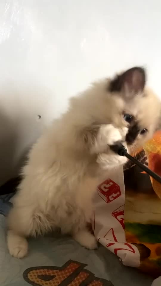 Ragdoll cats for sale: Tica Registered Ragdolls - Video 1