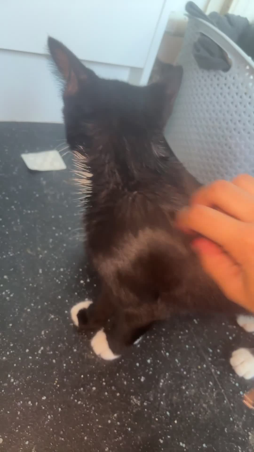 Mixed Breed cats for sale: Kittens in need of a new home - Video 3