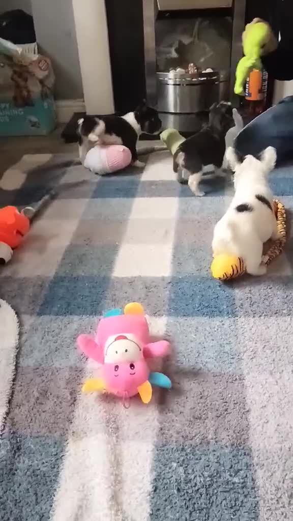 French Bulldog dogs for sale: Fluffy French bulldog boys  - Video 1