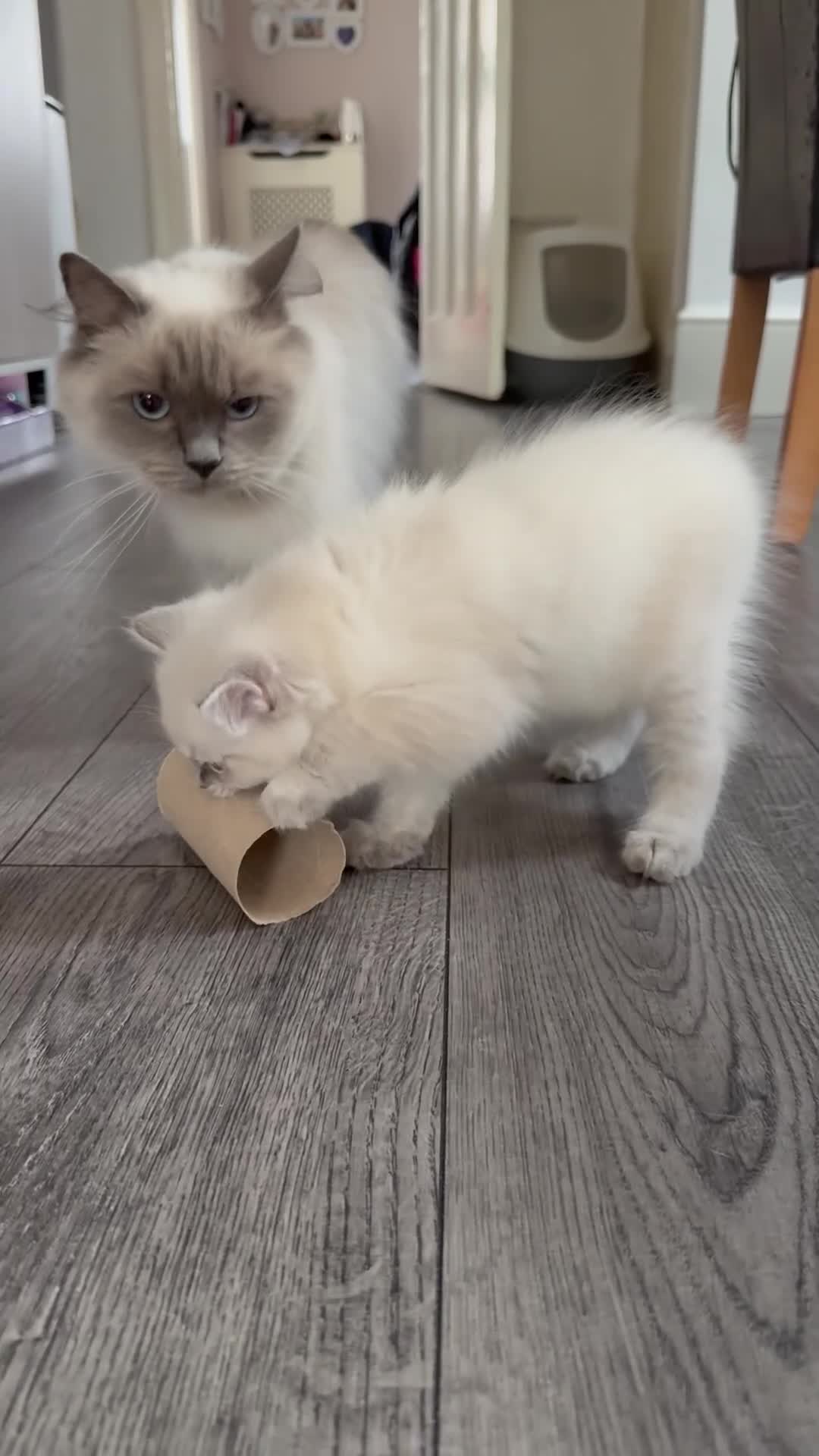 Ragdoll cats for sale: ***Last little girl***ready next week*** - Video 3