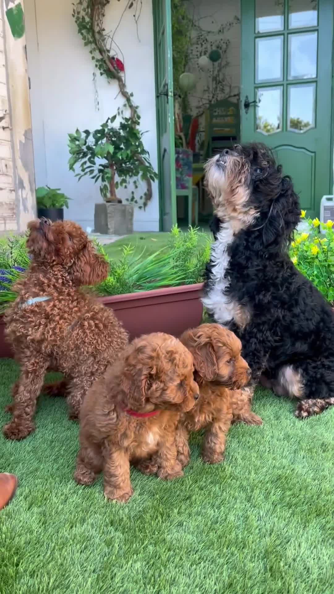 Cockapoo dogs for sale: Stunning F1B toy cockapoos - Video 1