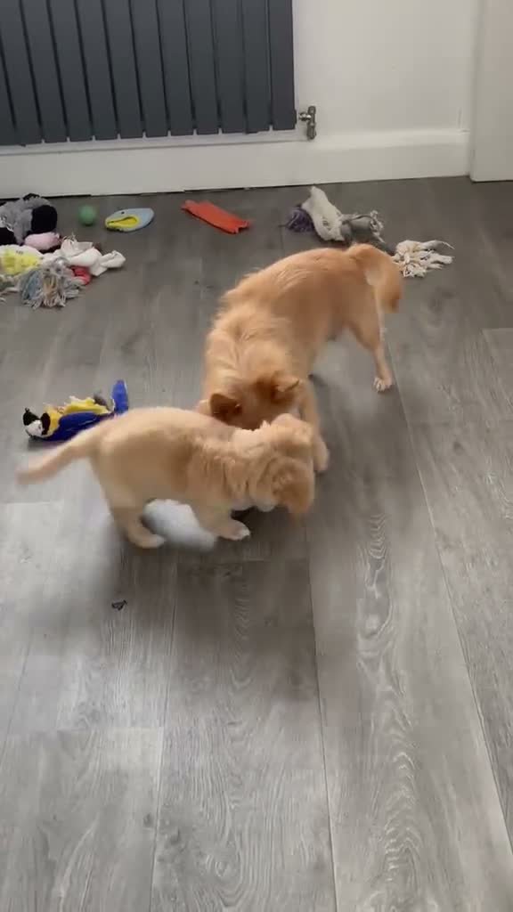 Mixed Breed dogs for sale: 🌸Mini Dachsund x Pomeranian Puppies🌸 - Video 1