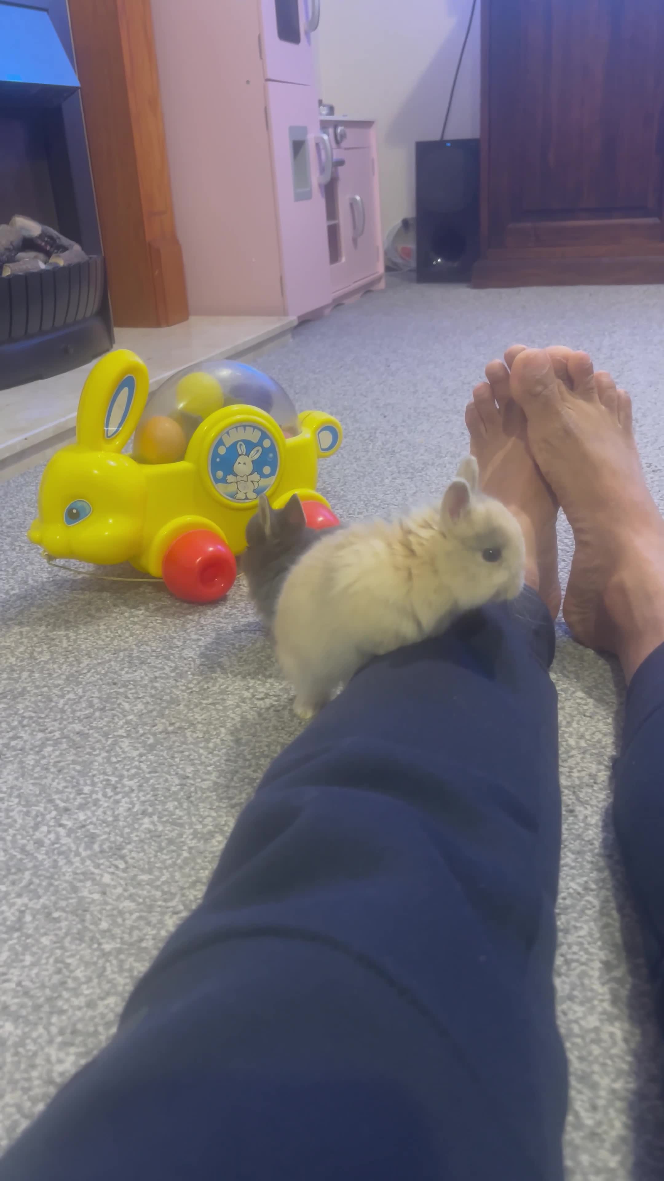 Netherland Dwarf rabbits for sale: netherland dwarf - Video 1
