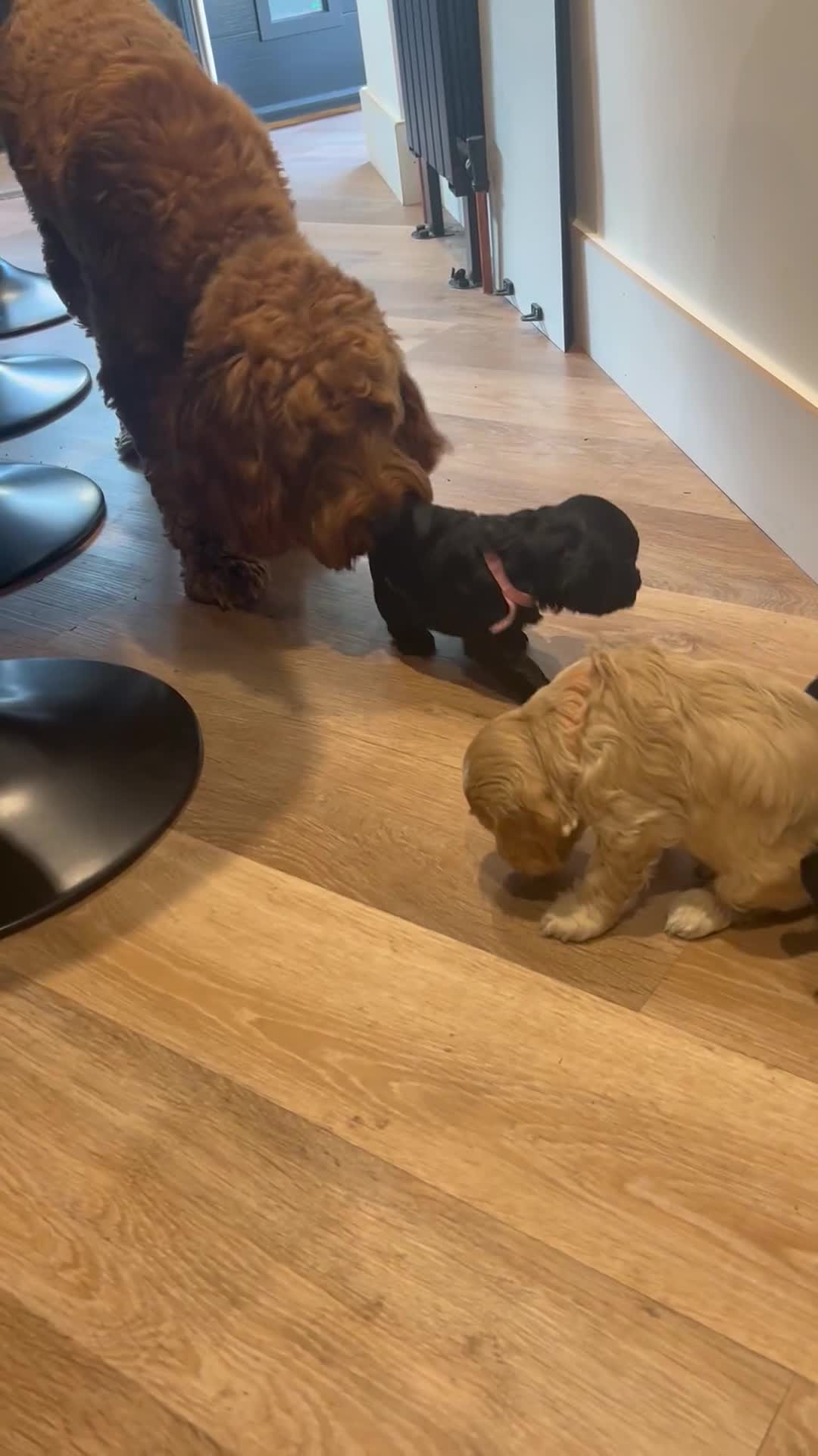 Cockapoo dogs for sale: Beautiful Cockapoos in Perth - Video 1