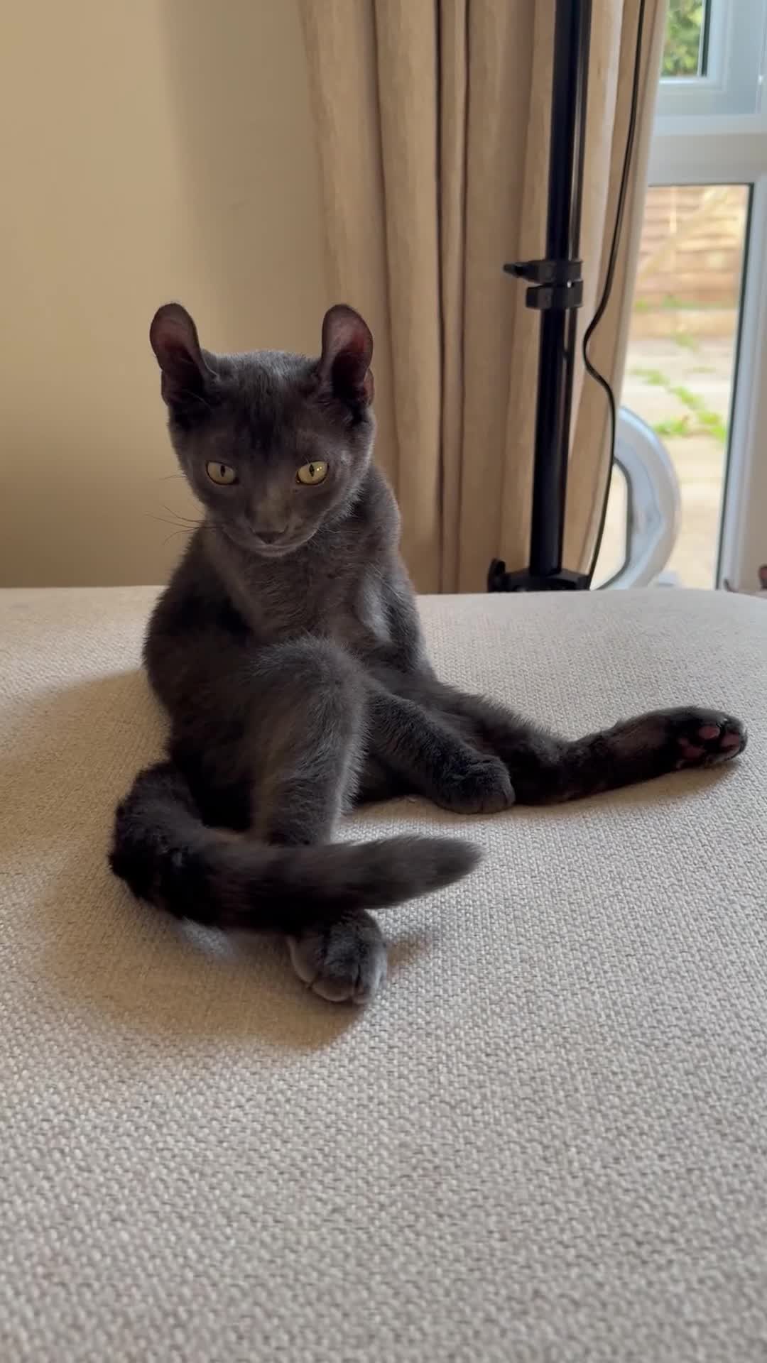 Sphynx cats for sale: Stunning sphinx kittens  - Video 1