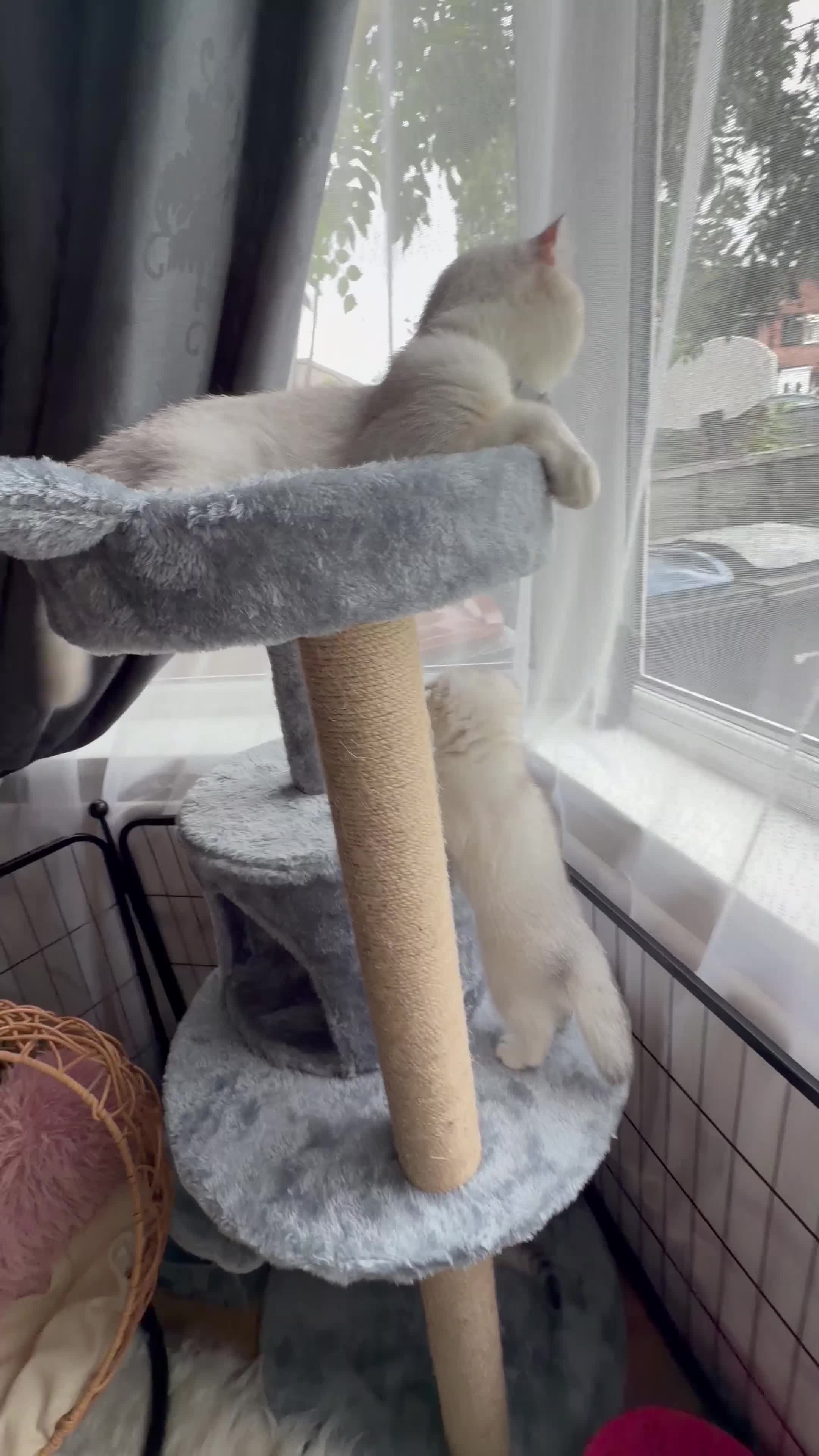Scottish Fold cats for sale: Beautiful Chinchilla Scottish fold & Straight 💞🐾 - Video 3