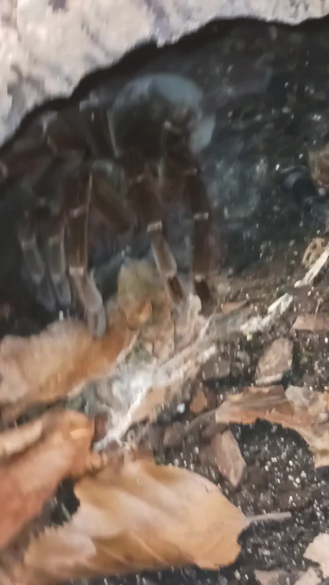 Tarantulas invertebrates for sale: Female theraphosa blondi adult - Video 1