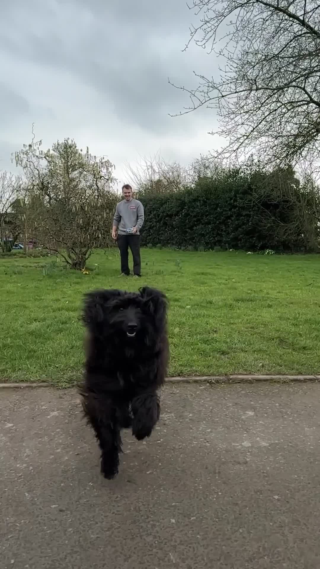 Labradoodle dogs for stud: TERRENCE HAGGIS - Medium Multigeneral Labradoodle  - Video 1