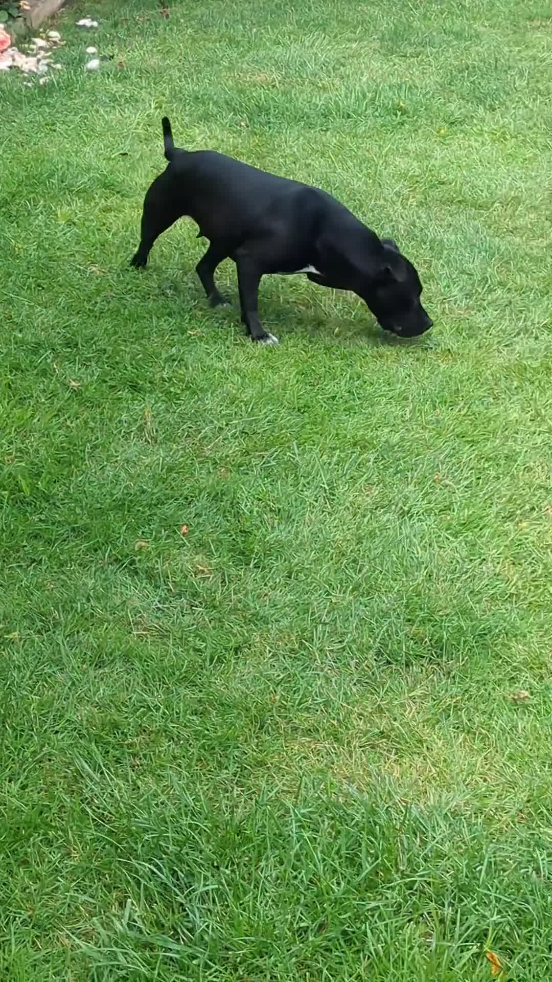 Staffordshire Bull Terrier dogs for sale: Female Staffordshire bull terrier  - Video 1