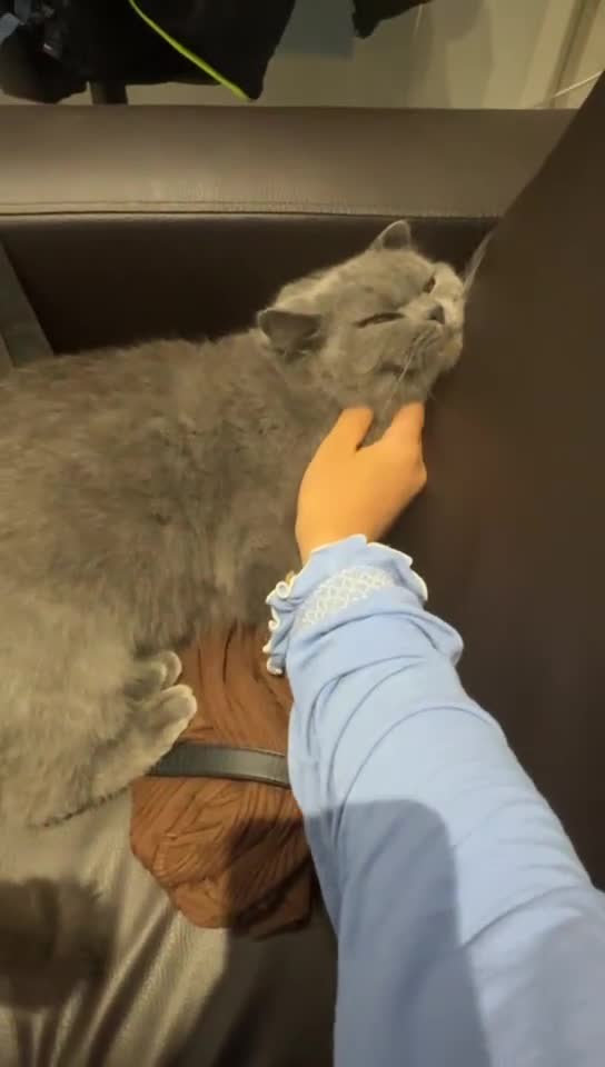 British Shorthair cats for sale: GCCF Active British shorthair blue queen for sale - Video 1