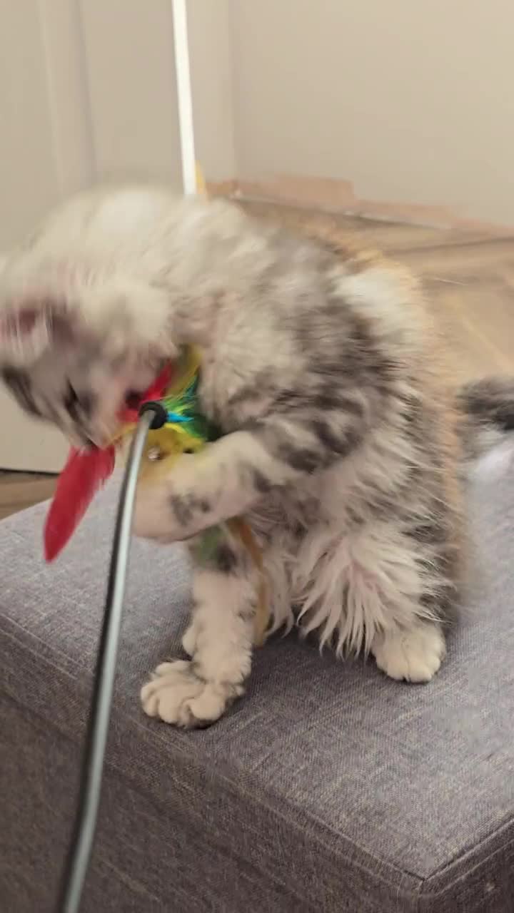 Maine Coon cats for sale: READY NOW GCCF Registered Maine Coon Kittens - Video 2