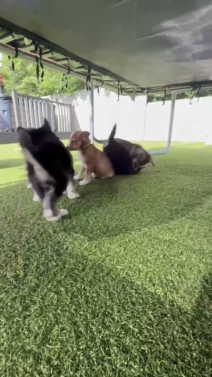 Mixed Breed dogs for sale: Labradoodle × Siberian Husky Puppies - Video 1