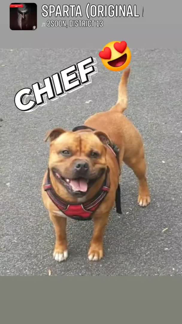 Staffordshire Bull Terrier dogs for stud: 🥨CHIEF CHAMPION SIRED. 🥨🏆  in Rochdale - Video 1