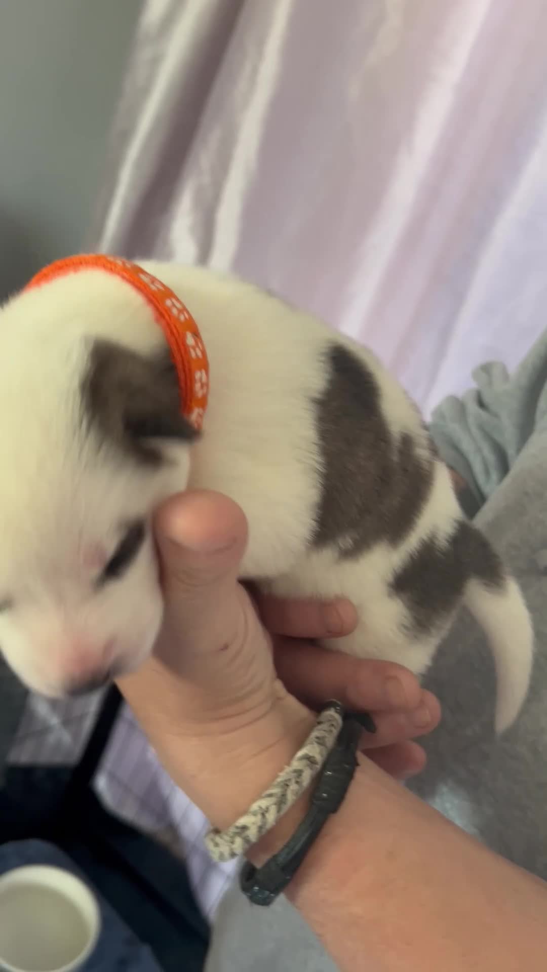 Siberian Husky dogs for sale: Rare piebald husky puppies have now arrived  - Video 1