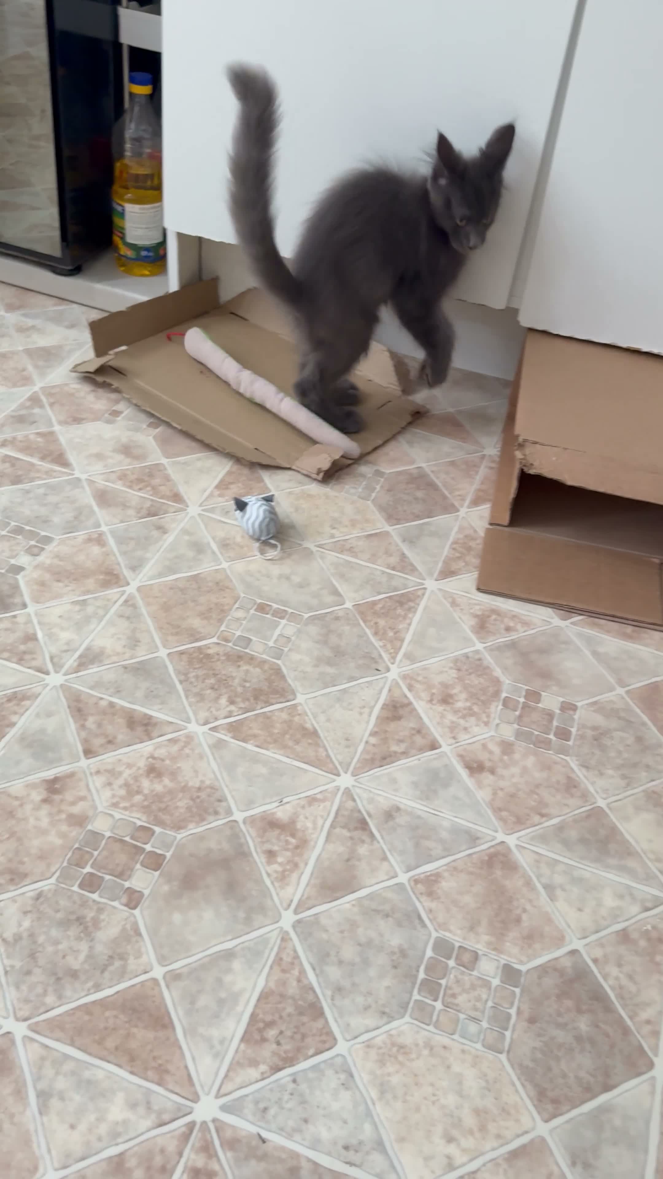 Maine Coon cats for sale: 🐾 READY NOW 🐾 TICA/ GCCF Maine Coon kittens 👑  - Video 1